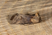 Donker brandnetelkapje / Dark Spectacle (Abrostola triplasia)