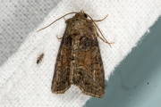 Donker halmuiltje / Tawny Marbled Minor (Oligia latruncula)