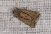 Donker halmuiltje / Tawny Marbled Minor (Oligia latruncula)