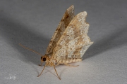 Donker klaverblaadje / Sharp-angled Peacock (Macaria alternata)