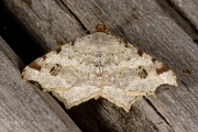 Donker klaverblaadje / Sharp-angled Peacock (Macaria alternata)