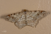 Donker klaverblaadje / Sharp-angled Peacock (Macaria alternata)