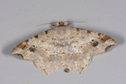 Donker klaverblaadje / Sharp-angled Peacock (Macaria alternata)