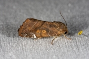 Donkere iepenuil / Lesser-spotted Pinion (Cosmia affinis)