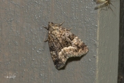 Donkere marmeruil / Marbled White Spot (Deltote pygarga)