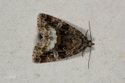 Donkere marmeruil / Marbled White Spot (Deltote pygarga)