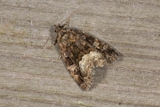 Donkere marmeruil / Marbled White Spot (Deltote pygarga)