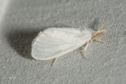 Donsvlinder / Yellow-tail (Euproctis similis)