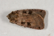 Driehoekuil / Double Square-spot (Xestia triangulum)