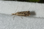 Drietandvlakjesmot (Catoptria falsella), micro