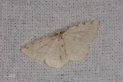 Drievlekspanner / Dorset Cream Wave (Stegania trimaculata)