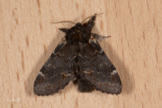 Dromedaris / Iron Prominent (Notodonta dromedarius)