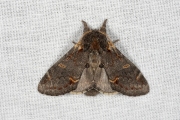 Dromedaris / Iron Prominent (Notodonta dromedarius)