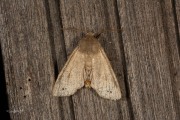 Dubbelstipvoorjaarsuil / Twin-spotted Quaker (Anorthoa munda)