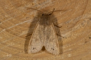 Dubbelstipvoorjaarsuil / Twin-spotted Quaker (Anorthoa munda)