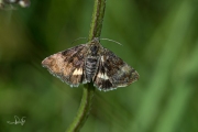 Dwerghuismoeder / Small Yellow Underwing (Panemeria tenebrata)