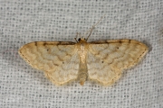 Dwergstipspanner / Dwarf Cream Wave (Idaea fuscovenosa)