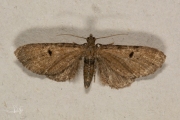 Egale dwergspanner / Wormwood Pug (Eupithecia absinthiata)