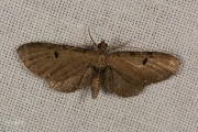 Egale dwergspanner / Wormwood Pug (Eupithecia absinthiata)