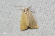 Egale rietboorder / Fen Wainscot (Arenostola phragmitidis)