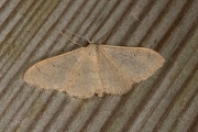 Egale stipspanner / Plaine Wave (Idaea straminata)