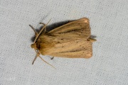 Egelskopboorder / Webb's Wainscot (Globia sparganii)