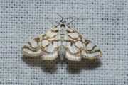 Egelskopmot / Beautiful China-mark (Nymphula nitidulata), micro