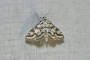 Egelskopmot / Beautiful China-mark (Nymphula nitidulata), micro