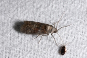Eikenlichtmot (Phycita roborella), micro