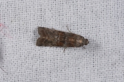 Eikenlichtmot (Phycita roborella), micro