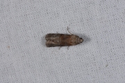 Eikenlichtmot (Phycita roborella), micro