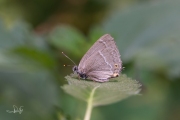 Eikenpage / Purple Hairstreak (Favonius quercus)