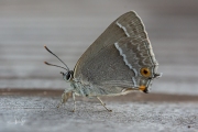 Eikenpage / Purple Hairstreak (Favonius quercus)