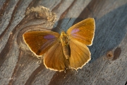 Eikenpage / Purple Hairstreak (Favonius quercus)