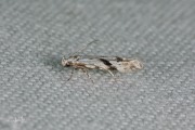 Eikenpalpmot / Black-dotted Groundling (Stenolechia gemmella), micro