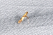 Eikensteltmot / New Oak Slender (Caloptilia robustella), micro