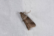 Eikentopspinselmot (Acrobasis consociella), micro