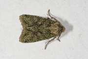 Eikenuiltje / Brindled Green (Dryobotodes eremita)