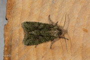 Eikenuiltje / Brindled Green (Dryobotodes eremita)