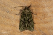 Eikenuiltje / Brindled Green (Dryobotodes eremita)