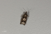 Elzenoogbladroller (Epinotia immundana), micro