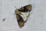 Elzenuil / Alder Moth (Acronicta alni)