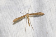 Ereprijsvedermot / Brown Plume (Stenoptilia pterodactyla), micro