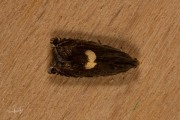 Esdoornbladroller (Cydia inquinatana), micro
