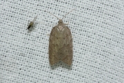 Esdoornboogbladroller (Acleris sparsana), micro