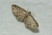 Esdoorndwergspanner / Maple Pug (Eupithecia inturbata)