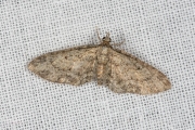 Esdoorndwergspanner / Maple Pug (Eupithecia inturbata)