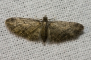 Esdoorndwergspanner / Maple Pug (Eupithecia inturbata)