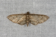 Esdoorndwergspanner / Maple Pug (Eupithecia inturbata)