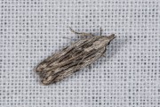 Esdoornscheutboorder (Anarsia innoxiella), micro